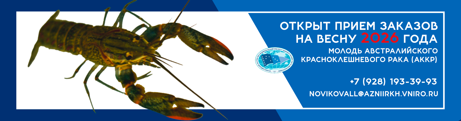 Открыт прием заказов на весну 2026 года. Молодь австралийского красноклешневого рака (АККР) +7 (928) 193-39-93 novikovall@azniirkh.vniro.ru