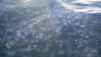 Постер к материалу: Исследование медуз и гребневика в Азовском море провел Азово-Черноморский филиал ВНИРО