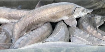 Постер к материалу: Исследования белуги, выполненные учеными, направлены на поддержку искусственного воспроизводства этого ценного вида рыб в Азовском бассейне