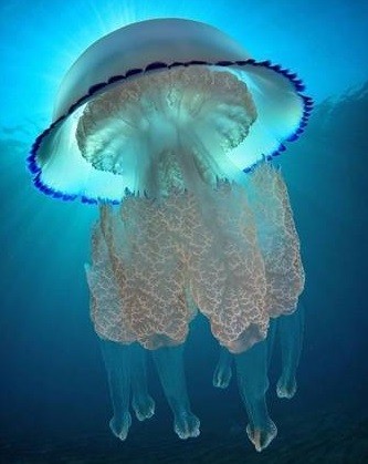 Постер для: новые способы обработки медуз для получения из них продуктов питания предложили в азово-черноморском филиале вниро
