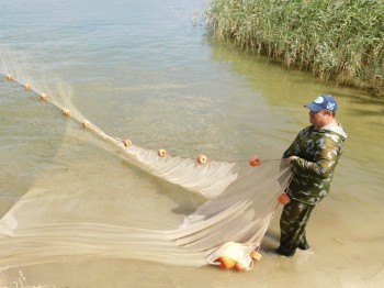 Постер к материалу: Учёные исследуют запас молоди проходных и полупроходных рыб в Дону