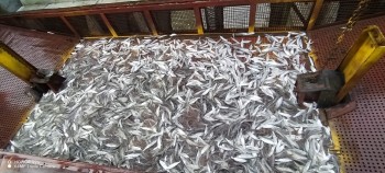 Ученые ФГБНУ ВНИРО следят за миграцией рыб на Краснодарском гидроузле
