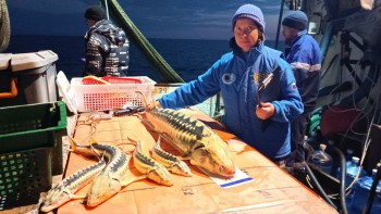 Постер для: в азовском море отмечается тенденция к восстановлению популяций осетровых рыб