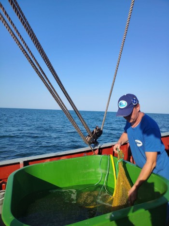 ВНИРО изучает состояние популяций моллюсков в Азовском море