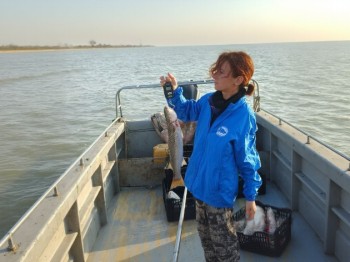 Запасы пиленгаса в Азовском море исследуют учёные ВНИРО
