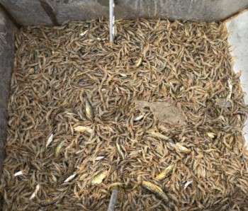 Постер к материалу "Креветки — важный промысловый ресурс Азовского моря"