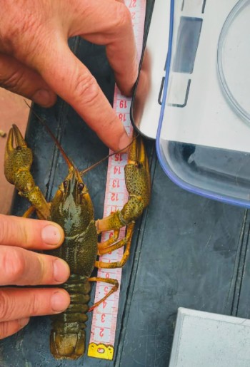 Исследования популяций раков в азовских лиманах Краснодарского края