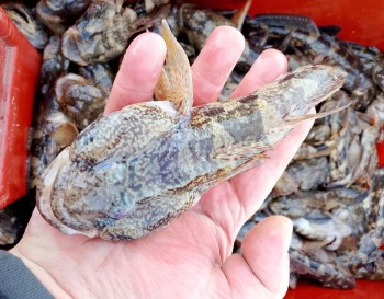 Новая глава в изучении водных экосистем Северного Приазовья