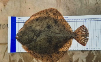 Учёные ВНИРО приступают к зимнему учету запасов пиленгаса, камбалы-калкан и осетровых рыб в Азовском море