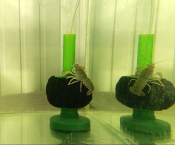 Постер к материалу "Азово-Черноморский филиал ВНИРО осуществляет экспериментальные исследования по выращиванию длиннопалого рака "