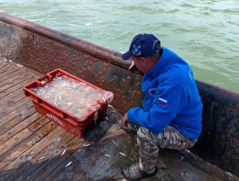 Постер к материалу "Азово-Черноморский филиал ВНИРО изучает сезонную динамику распределения медуз в Азовском море"