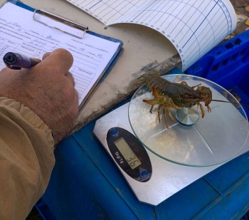 Осенние исследования промысловых запасов раков в водоёмах Ростовской области 