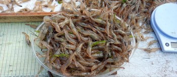 Постер для: климатические изменения и сырьевая база рыболовства в азовском море: прогноз вниро подтверждается