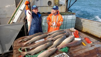 Постер для: научные исследования азово-черноморского филиала вниро: анализ запасов пиленгаса в азовском море 