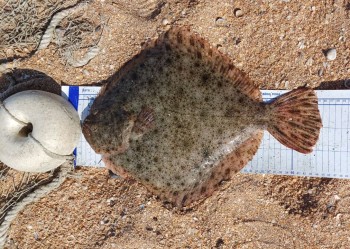 Постер к материалу "18 февраля - День Камбалы"