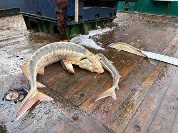 Учёные Южного филиала ВНИРО завершили учётную траловую съёмку в Азовском море 
