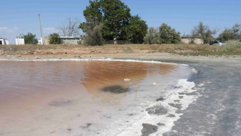 Оценка биопромыслового потенциала артемии в солёных озёрах Крыма и заливе Сиваш