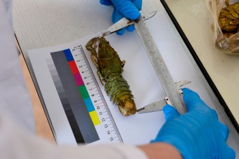 Постер к материалу "ДНК-штрихкодирование гидробионтов Азово-Черноморского рыбохозяйственного бассейна "