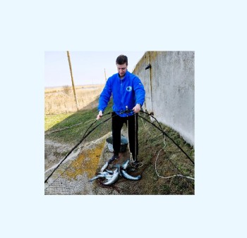 Оценка состояния производителей судака и тарани на нерестово-выростных хозяйствах Краснодарского края