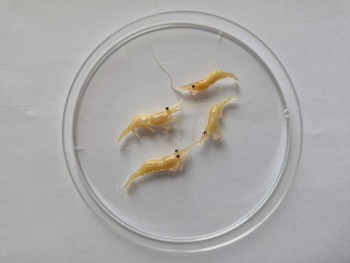 Постер к материалу "Дальневосточная креветка (Palaemon macrodactylus) новый элемент фауны Азовского моря"