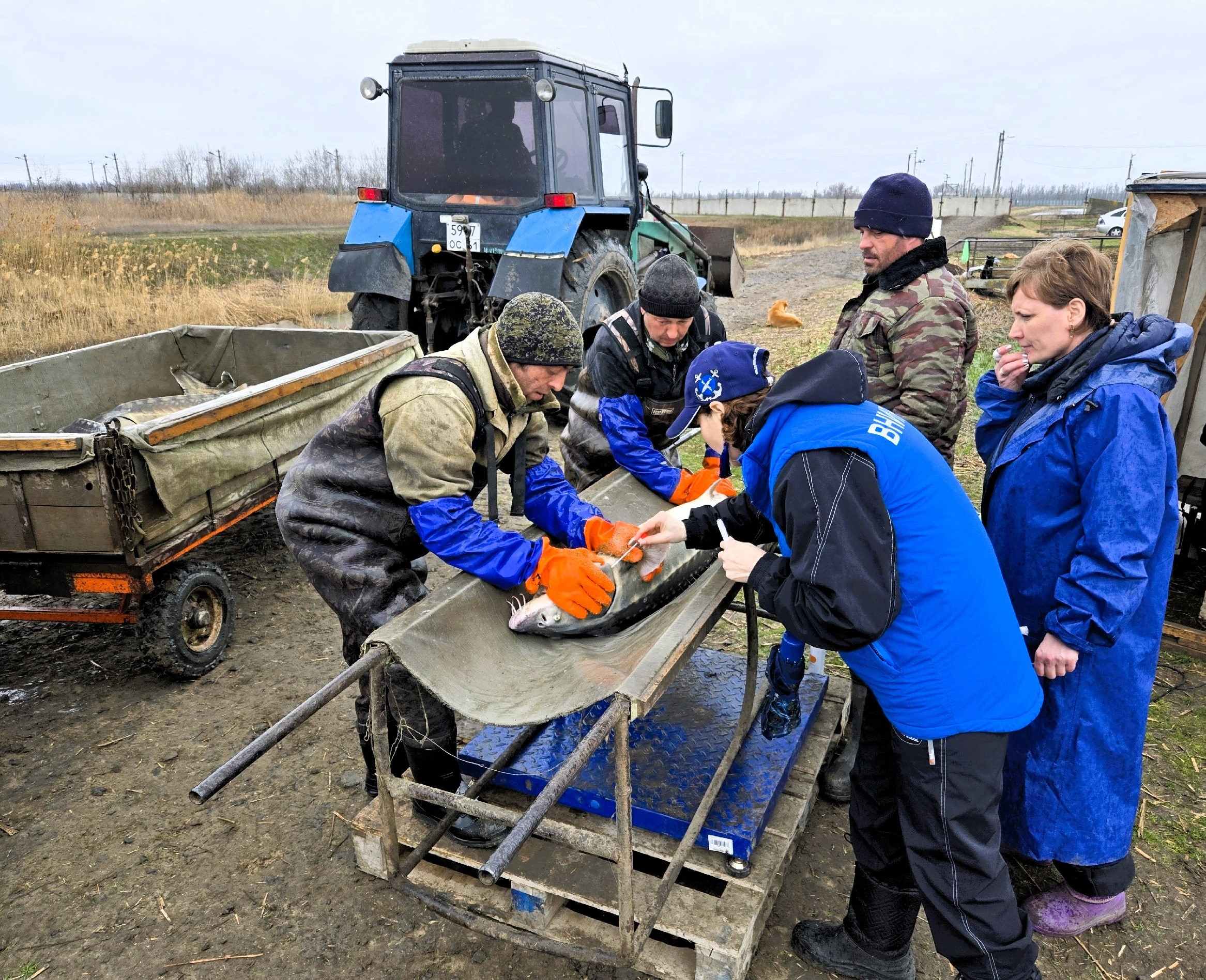 Постер к материалу: ВНИРО осуществляет научное сопровождение искусственного воспроизводства осетровых видов рыб в Азовском море
