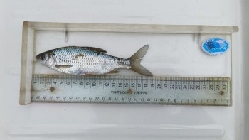 Учёные Южного филиала ВНИРО исследовали физиолого-биохимический статус производителей судака и тарани