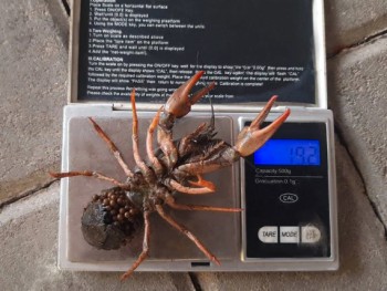 Учёные ВНИРО исследуют азовские лиманы Краснодарского края 