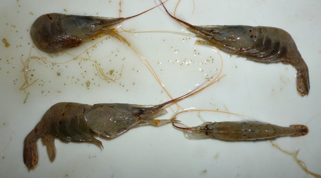 Особи креветки Palaemon adspersus с нехарактерными пятнами на экзоскелете