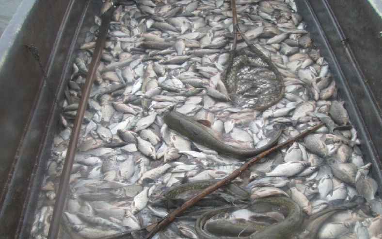 Рыбалка в краснодарском крае 2024 год. Лиман рыба. Рыба Ейского лимана. Рыбалка на Лиманах Краснодарского края. Рыбалка на Лимане.
