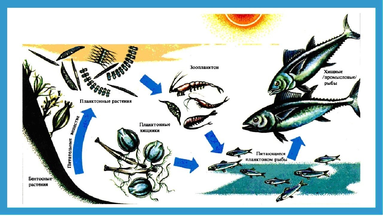Цепь фитопланктон зоопланктон. Цепь питания планктон. Пищевая цепь рыб. Пищевая трофическая цепь. Схема цепи питания.